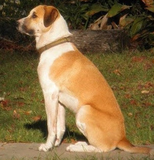 Power Pup Fermented Superfood Turmeric Powder for Pets